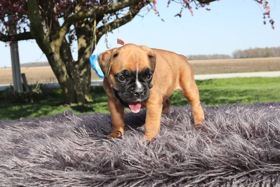 Miniatura: Boxer Leonado