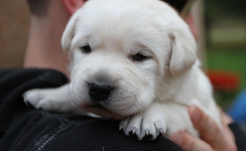 Miniatura: Labrador retriever de color Paja