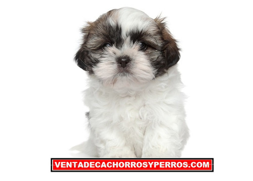 PRECIO DE SHIH TZU EN M XICO visual data 2