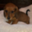 Miniatura: Salchicha miniatura color sepia