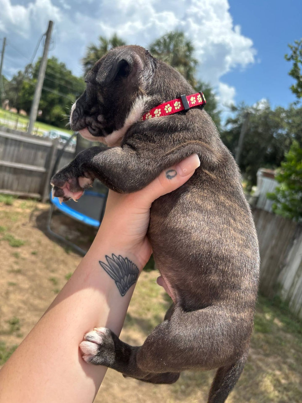 Thumbnail: Cachorros Pitbull Azul Originales | Ropa, Juguetes y Entrega Nacional Incluidos