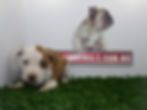 Compra venta de cachorros perros de raza Pit bull terrier americano apbt hembras y machos disponible