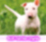 bULL TERRIER INGLES cachorros perros en compra venta criadero spaceanimals