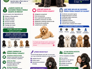 Venta de Cachorros French Poodle Gigante en México Precios Cuidados y Consejos para una Compra Segura