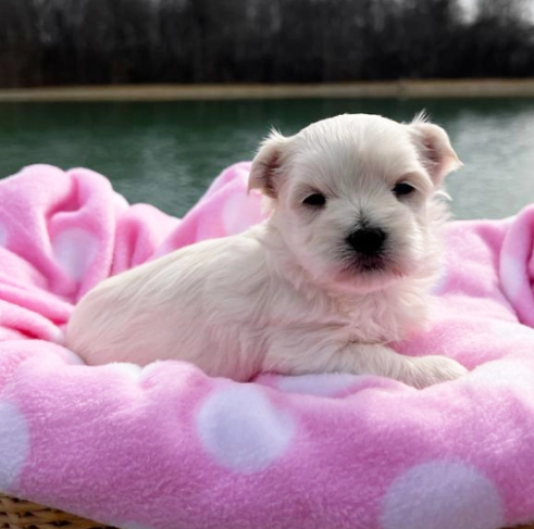 Thumbnail: Bichón Maltés Miniatura en Venta | Envío Gratis + Garantía y Certificado Médico