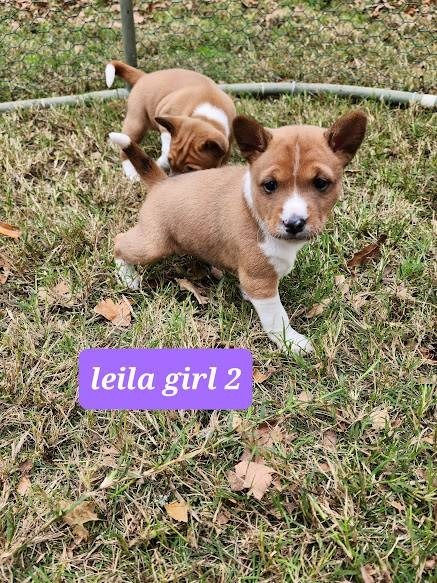 Miniatura: Basenji
