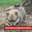 Thumbnail: Pomerania