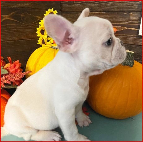 Thumbnail: Bulldog Francés en Venta | Cariñoso, Firme y Fiel | Envío Gratis + Garantía