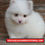 Thumbnail: Pomerania