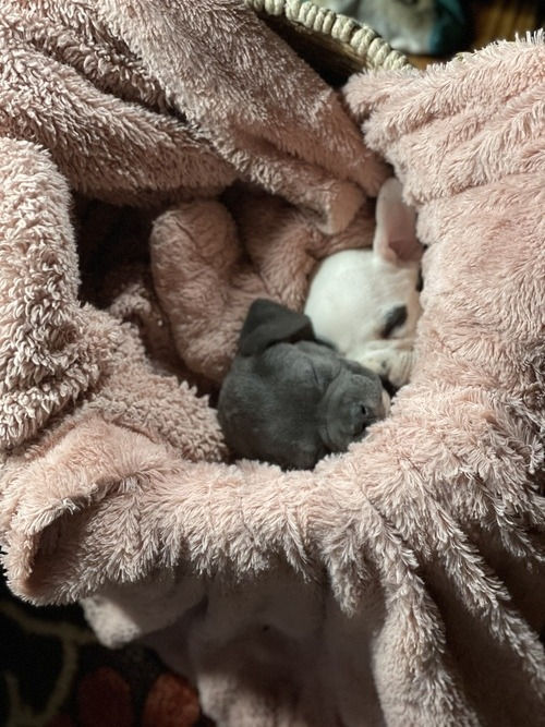 Miniatura: American Bully Pocket de color azul