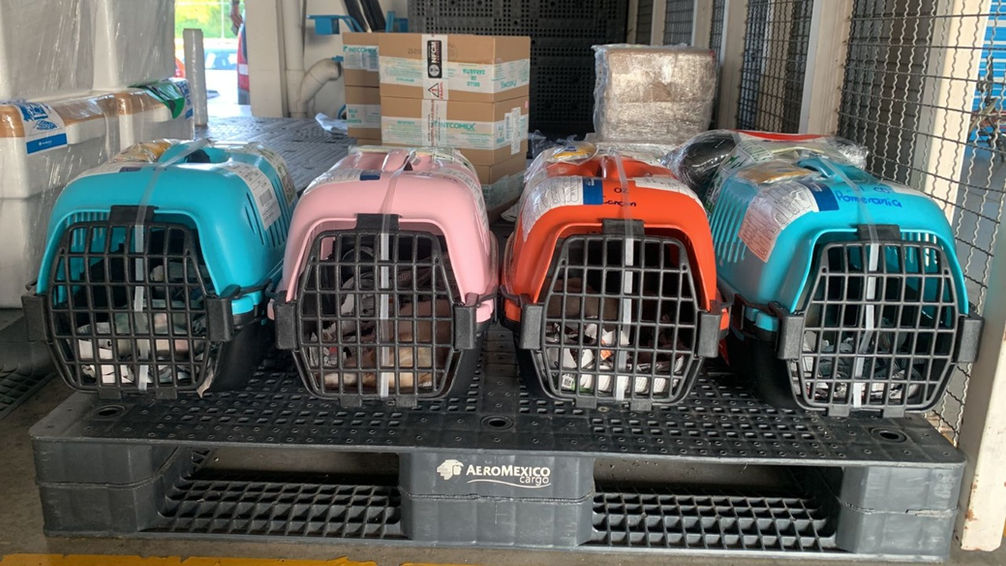 es seguro el envio ventadecachorrosyperros confiable (2).jpeg