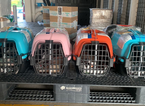 es seguro el envio ventadecachorrosyperros confiable  (2).jpeg