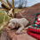 Miniatura: Cachorros Weimaraner Originales | Ropa, Regalos y Entrega Nacional Incluidos