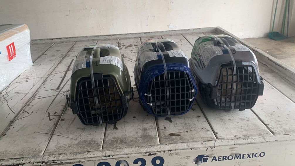 es seguro el envio ventadecachorrosyperros confiable (13).jpeg