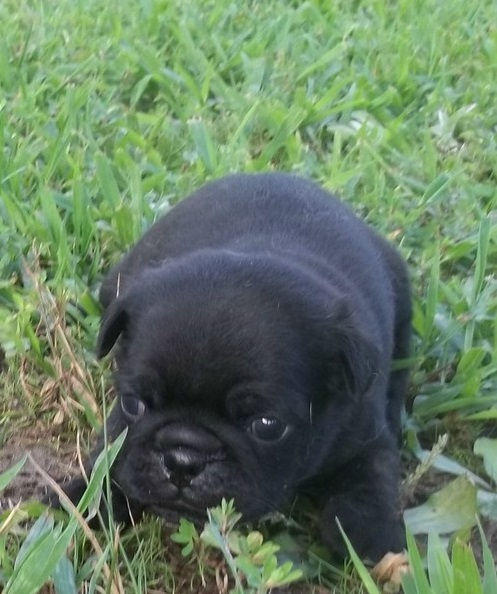 Thumbnail: Pug Carlino Negro