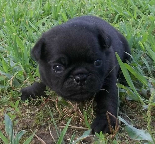 Thumbnail: Pug Carlino Negro