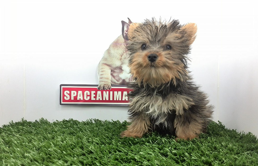 compra venta de cachorros perros de raza yorkshire terrier miniatura criadero spaceanimals hembras