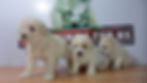 Compra venta de cachorros perros de raza caniche toy french poodle hembras y machos disponibles cria