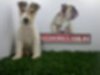 Compra venta de cachorros perros de raza fox terrier wire pelo de alambre hembras y machos disponibl