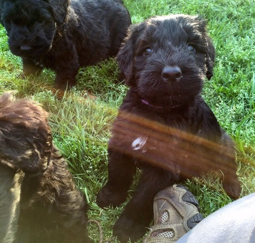 Miniatura: Schnauzer gigante