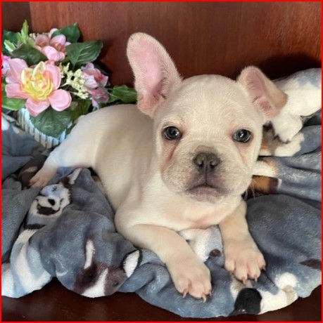 Thumbnail: Bulldog Francés en Venta | Cariñoso, Firme y Fiel | Envío Gratis + Garantía