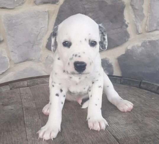 Miniatura: Dálmata en Venta | Elegante, Juguetón y Súper Familiar | Envío Gratis + Garantía