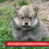 Thumbnail: Pomerania