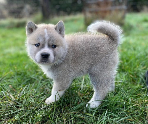 Miniatura: Alaska Malamute