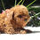 Miniatura: Caniche Rojo en Venta | Inteligente, Amoroso y Único | Envío Gratis + Garantía