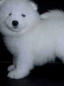 Venta De Cachorros Perros De Raza Samoyedo Hembras Y Machos Disponible