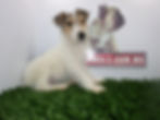 Compra venta de cachorros perros de raza fox terrier wire pelo de alambre hembras y machos disponibl