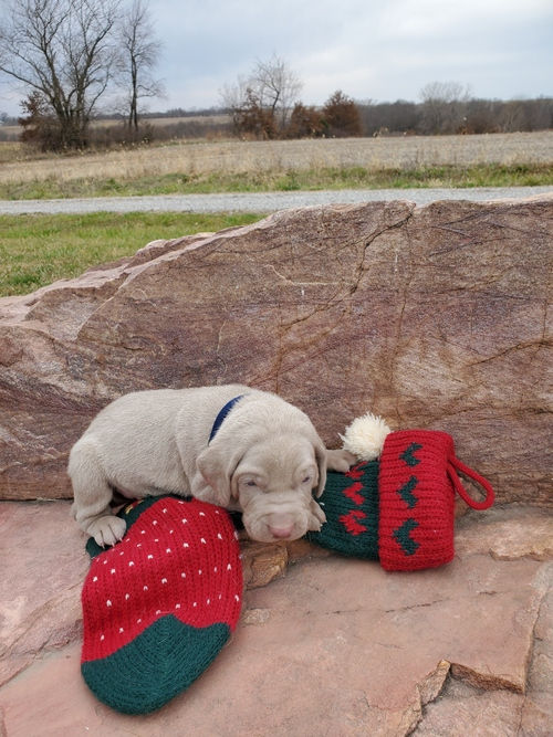 Miniatura: Weimaraner