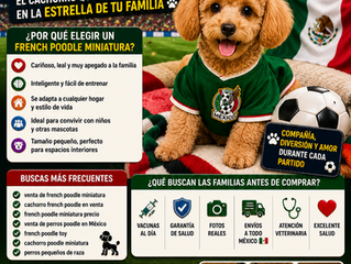 Mundial 2026 y Venta de French Poodle Miniatura: El Cachorro Que Puede Convertirse en la Estrella de Tu Familia ⚽🐩🇲🇽