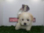 Compra venta de cachorros perros de raza Coton de tulear hembras y machos disponibles Criadero space