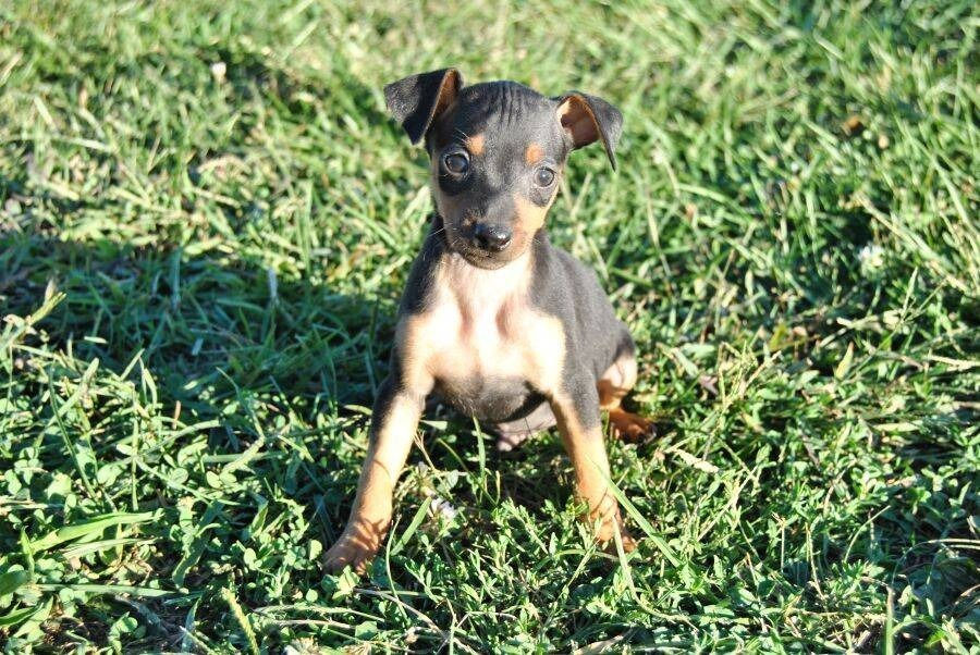 Thumbnail: Doberman Pinscher Miniatura Golondrino en Venta | Envío Gratis + Garantía