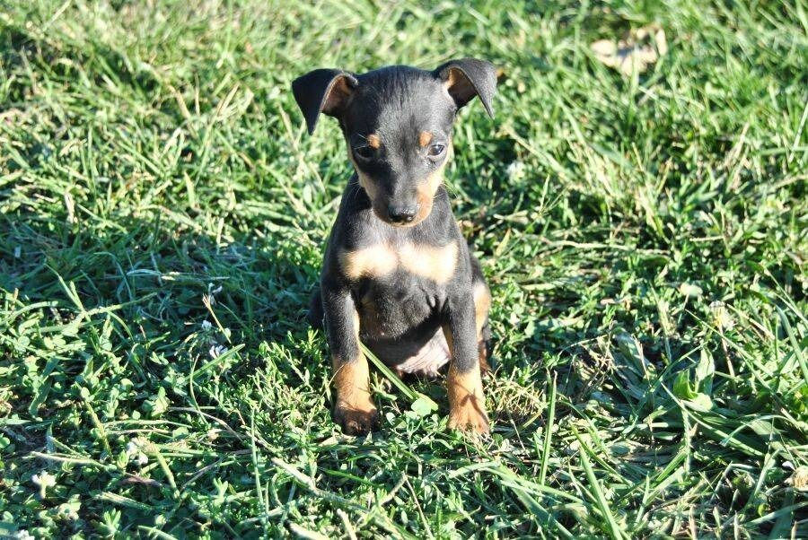 Thumbnail: Doberman Pinscher Miniatura Golondrino en Venta | Envío Gratis + Garantía
