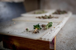 Kakteen Haage, Erfurt