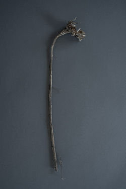 Old Ladies - Hannali