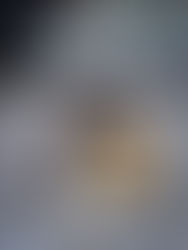 Close up of an owl at Parque del Condor in Otavalo Ecuador, showcasing one of the rescued birds of prey during a wildlife and conservation visit on Day 2 in Ecuador.