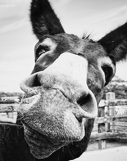 Design ohne Titel(42).png