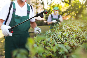 Pest Control Service Photo 5.jpeg