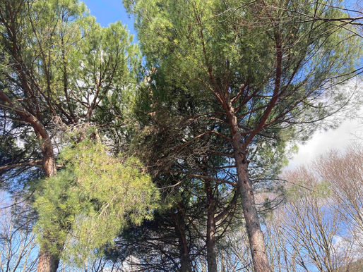 How to Call in The Help