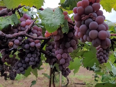 Temporada da Uva movimenta São Pedro da Cipa e segue até a segunda semana de dezembro