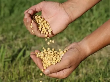 Mudança no calendário de semeadura da soja em MT é validada por pesquisa