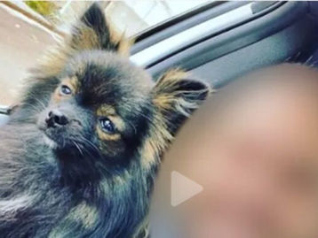 Cachorro é espancado até a morte pelo próprio dono