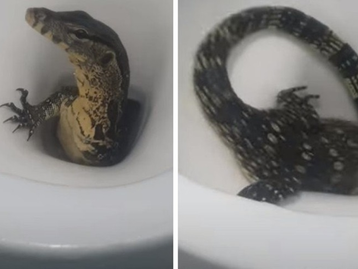 Turista flagra lagarto gigante saindo de privada de hotel