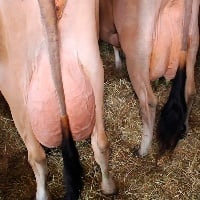 Rebanho de vacas ordenhadas caiu 8,65%