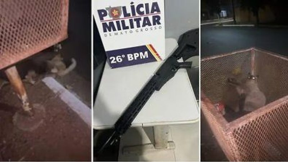 Homem é preso por atirar em gatos com 'arma de brinquedo'; um animal morreu