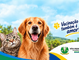 São Pedro da Cipa inicia vacinação contra a raiva para cães e gatos na segunda-feira (21)