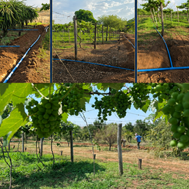 Parceria entre Cidesasul e Prefeitura fortalece produção de uvas com kit de irrigação em São Pedro da Cipa (MT)